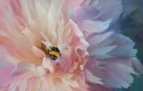 Шмель на нежно-розовом пионе