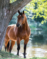 Без бренда «Лошадь у дерева» в Уфе