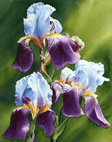 Три красивых цветка ирисов