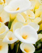 Без бренда «Коробка 20 шт: Белые каллы» в Уфе