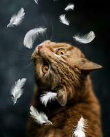 Без бренда «Кот среди перышек» в Уфе