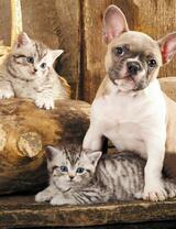 Без бренда «Милый щенок французского бульдога и два котёнка» в Уфе в интернет-магазине  Без бренда «Милый щенок французского бульдога и два котёнка» в Уфе