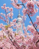 Цветущая сакура в солнечной Японии