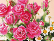 Букет розовых роз и ромашки