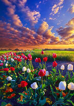Без бренда «Поле тюльпанов под облачным небом» в Уфе в интернет-магазине  Без бренда «Поле тюльпанов под облачным небом» в Уфе